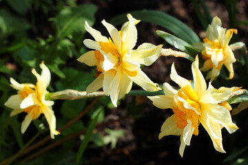 Bright yellow daffodil flowers in a garden