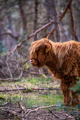 Fototapeta premium Scottish Highlander