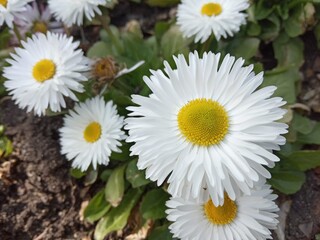 Obraz premium daisies in a garden