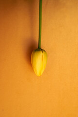 Yelow tulip