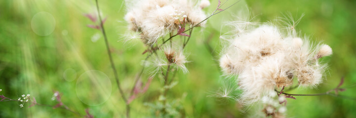 Dry seeds of thistle on a wildflower meadow with sunlight and bokeh. Nature background with short...