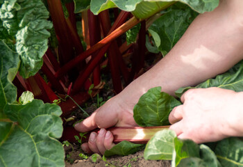 The gardener's hands pluck the stalks of rhubarb