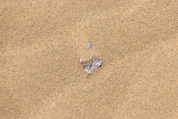 Isolated dead leaf buried in the sand dune area. The leave is dried out. Summer, environmental,...