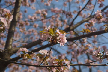 tree, spring, flower, blossom, cherry, pink, nature, branch, flowers, bloom, plant, sky, beauty, white, blooming, sakura, petal, season, blue, beautiful, almond, blossoms, bud, japan, garden,sakura