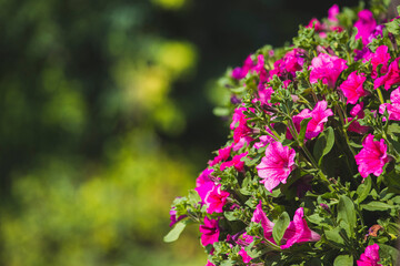 Obraz premium Geraniums plants close up, colorful flowers