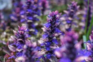 Close-up of purple flower bed in garden 