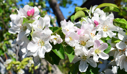 Apple tree blossom. Spring flowers. 