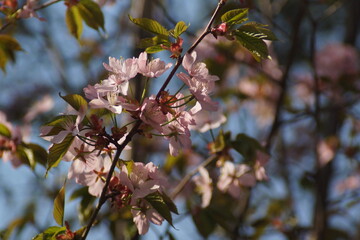 sakura