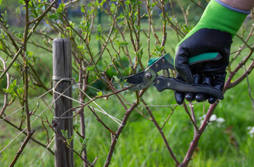 Gardener pruning rose bushes in spring. Spring roses