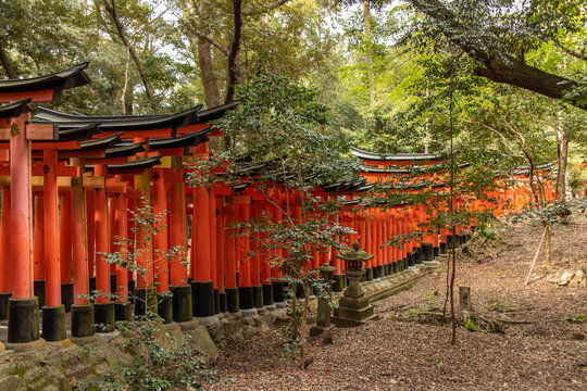 134 Best Senbon Torii Images Stock Photos Vectors Adobe Stock 134 Best Senbon Torii Images Stock Photos Vectors Adobe Stock