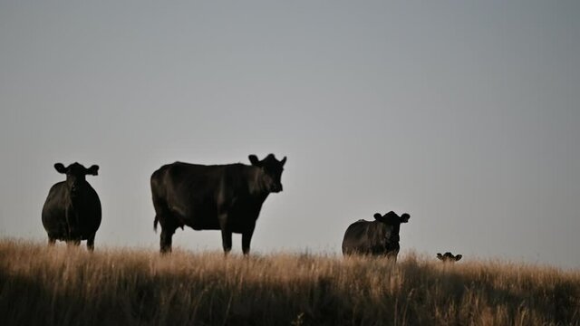 Angus and Murray Grey cattle grazing on pasture.