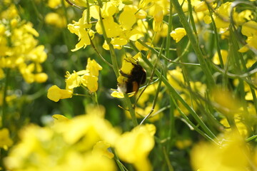 yellow rapeseed flowers in spring with focus on bumblebee
