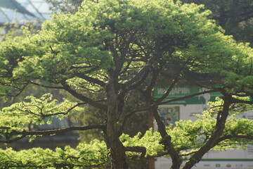 sakura,wood, growth, season, natural, autumn, woods, sunlight, 