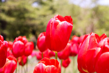 チューリップ畑 フラワー ガーデン 鮮やか 群生 赤い 綺麗   自然 春 のどか