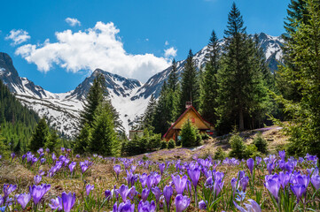 Landscape view of Sambetei Valley in the springtime with purple crocus flowers and mountain peaks of Fagaras chain