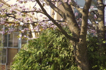 sakura,tree, nature, green, forest, leaves, spring, branch, trees, 