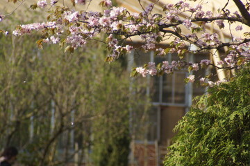 sakura, tree,bloom, plant, pink, cherry, garden, flowers, blooming, sky, 