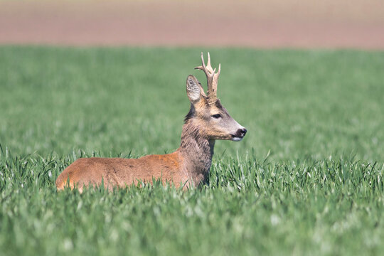 Mature Roe deer in a green wheat field