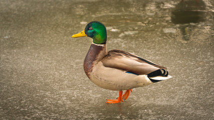 Duck on the frozen river