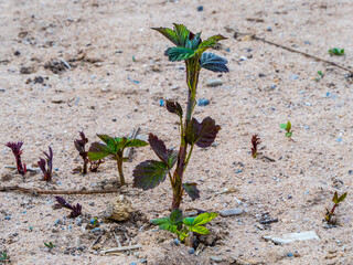 Blackberry sprouts sprouted on yellow sand