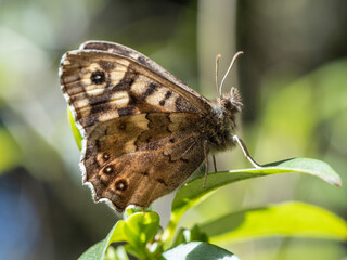 Speckled Wood Butterfly Resting