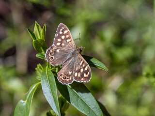 Speckled Wood Butterfly Resting