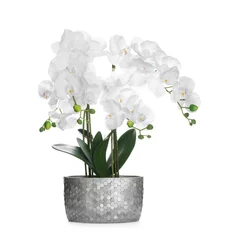 Foto op Aluminium Beautiful orchid flower in pot isolated on white © New Africa