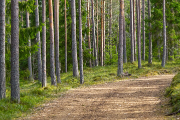 Obraz premium Mud Road in the pine forest in spring time
