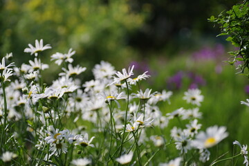 小菊