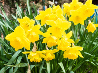 yellow narcissus flowers close up outdoors