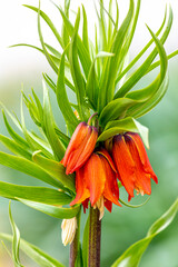 Crown Imperial Lily