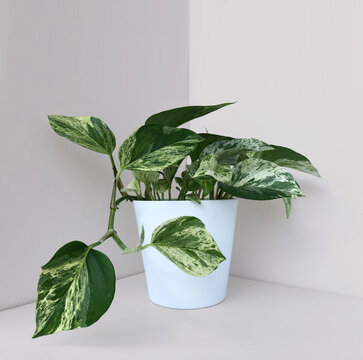 photos plant in a pot