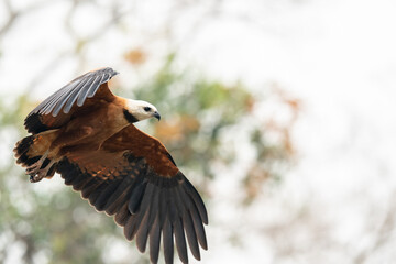 Black-collared Hawk (Busarellus nigricollis)