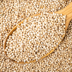 unhulled Sorghum grains in wooden spoon closeup