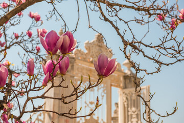 Blooming magnolia tree in the garden park in Istanbul in spring. Istanbul. Turkey.