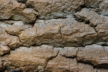 Tree bark texture. natural background, bark close-up. old tree, bark structure. macro photo
