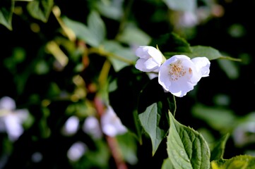 Delicate blooming jasmine (Philadelphus) branch one sunny day against bushes in the park springtime background. Freshness, ecology and good mood ideas.