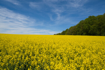 Obraz premium a Field of bright yellow rapeseed in springtime