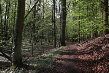 Wald, Mystik, Zauber, B&auml;ume, Fr&uuml;hling, Heilung