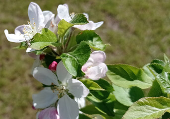 apple, gardening, green, flower, blooming, tree, apple tree, spring, fruit tree blooming, nature, 