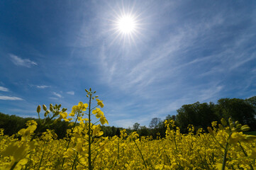Fototapeta na wymiar yellow rapeseed field in close up under blue sky with sun star