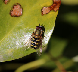 A large hoverfly basking on an ivy leaf. Scientific name Syrphus ribesii.