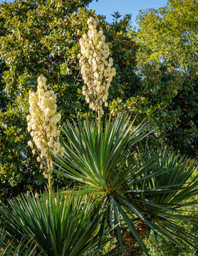 Blooming Yucca gloriosa in landscaped public park near Winter Theater in resort town of Sochi. Close-up of gorgeous white inflorescences. Nature concept for design.