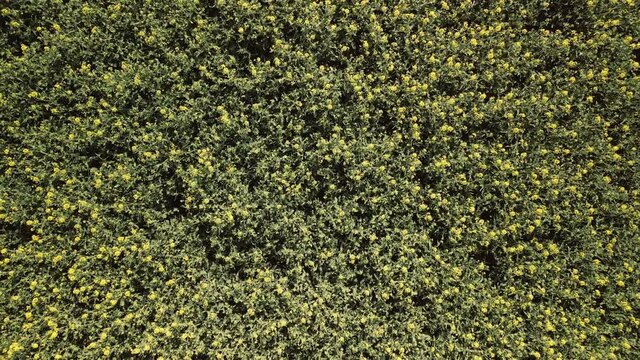 naher, sich drehender Aufstieg &uuml;ber ein Rapsfeld im Fr&uuml;hjahr. Bl&uuml;hnede Rapspflanzen.