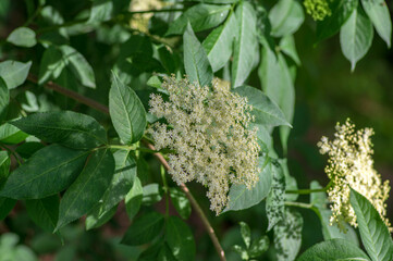 Sambucus nigra european black elder shrub in bloom, group of small flowering elderberry white flowers on branches, green leaves