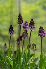 Lady orchid Orchis purpurea flowering protected plants, beutiful purple white flowers in bloom on tall stem also with buds