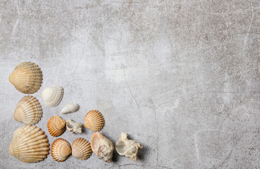 Fototapeta na wymiar Shells on background, summer collection