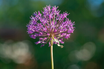 Allium hollandicum persian onion dutch garlic purple flowering plant, ornamental flowers in bloom