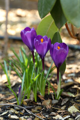 Beautiful purple crocus flowers outdoors. Spring season