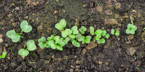 Natural background: little sprouts strawberries in the soil. The germination of strawberry rows. Plants in three squares. Strawberry seedlings in the greenhouse. The view from the top.